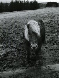 Horse in mud