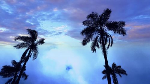 Low angle view of palm tree against sky