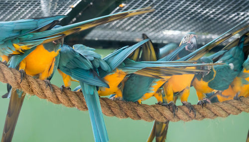 Low angle view of birds perching on metal