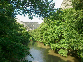 River amidst trees in forest against sky