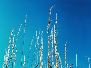 Low angle view of stalks against blue sky