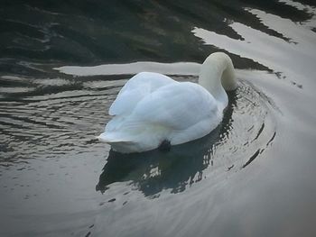 Close-up of swan swimming on lake