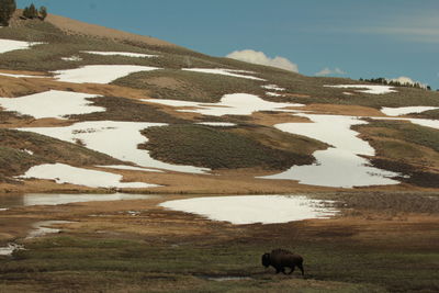 View of sheep on lake