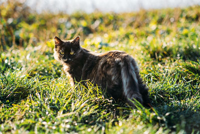 Cute homeless stray tricolor cat on nature background. outdoor portrait of sad homeless cat on