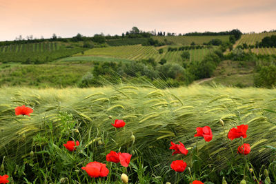 Red poppies growing on field against sky