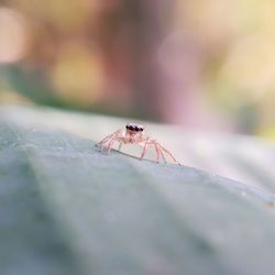 Small spider on green leaves