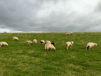 Sheep grazing on field against sky