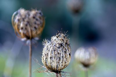 Close-up of wilted plant