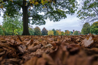 Low angle view of trees in forest