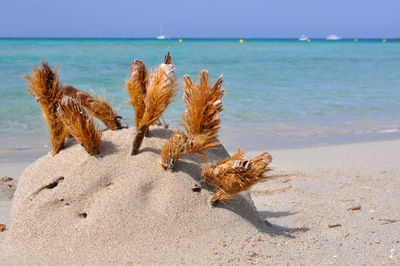 Dead plant on beach against sea