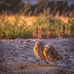 Birds perching on ground