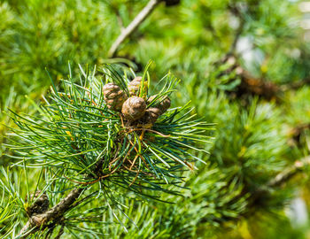 Close-up of pine cone on tree