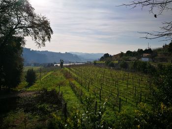 Scenic view of agricultural field against sky