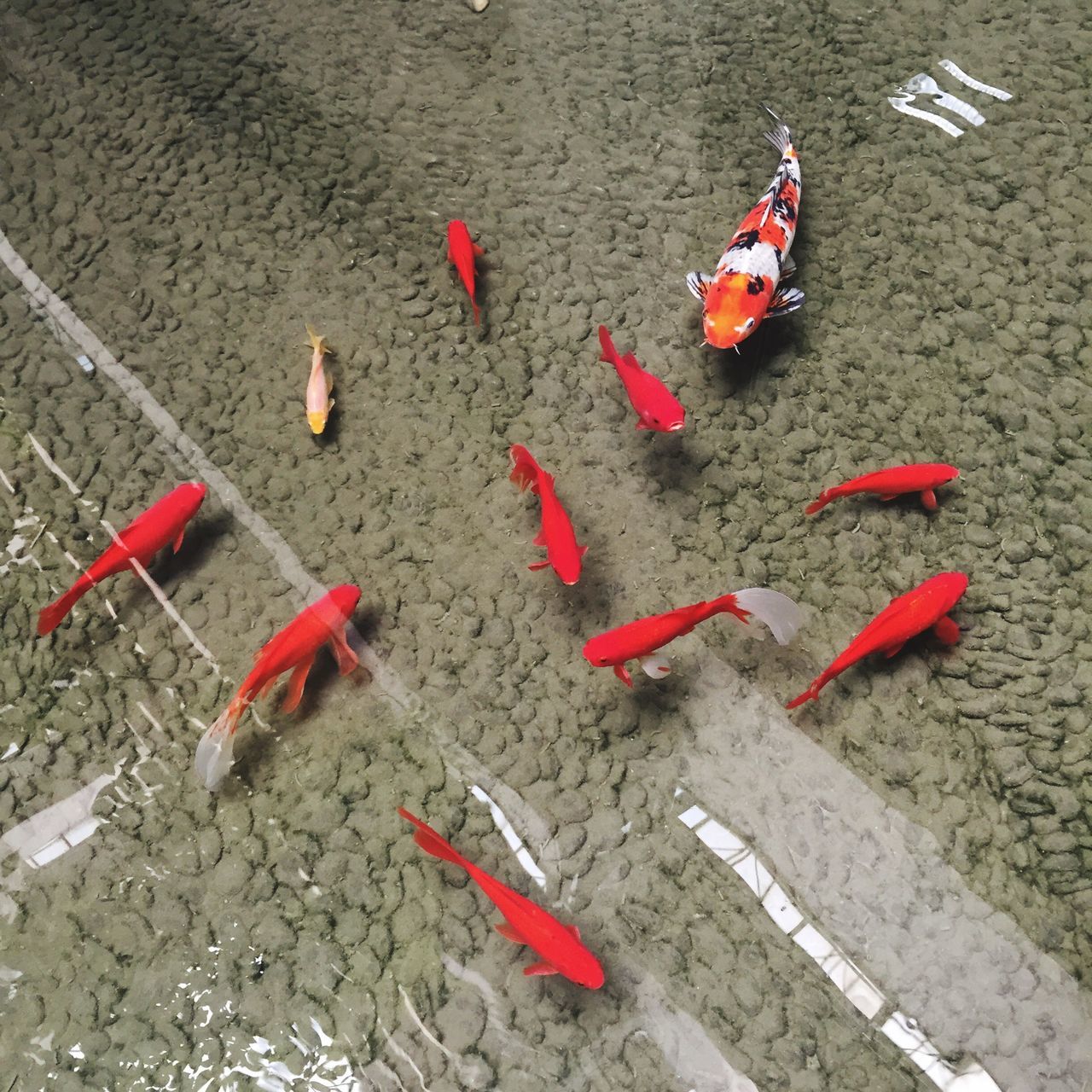 high angle view, red, water, variation, day, outdoors, no people, beach, large group of objects, street, multi colored, in a row, still life, sand, absence, lake, side by side, sunlight, elevated view, flag