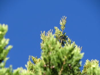Low angle view of flowering plant against blue sky