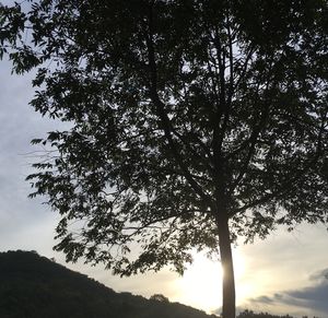 Low angle view of tree against sky