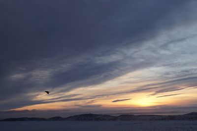 Silhouette bird flying over sea against sky during sunset