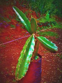 High angle view of potted plant on field