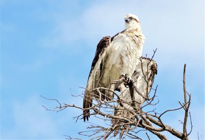 Low angle view of bird perching on tree against sky