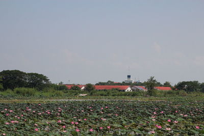 Scenic view of grassy field against clear sky