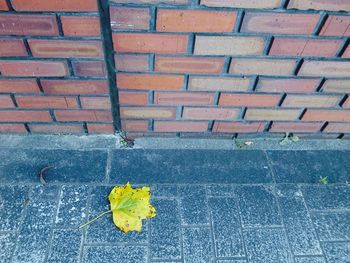 High angle view of yellow leaves on brick wall