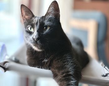 Close-up portrait of a cat