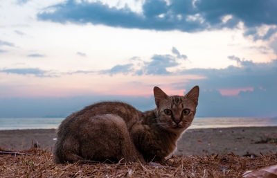 Portrait of cat resting at beach during sunset