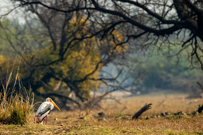 Bird perching on a tree