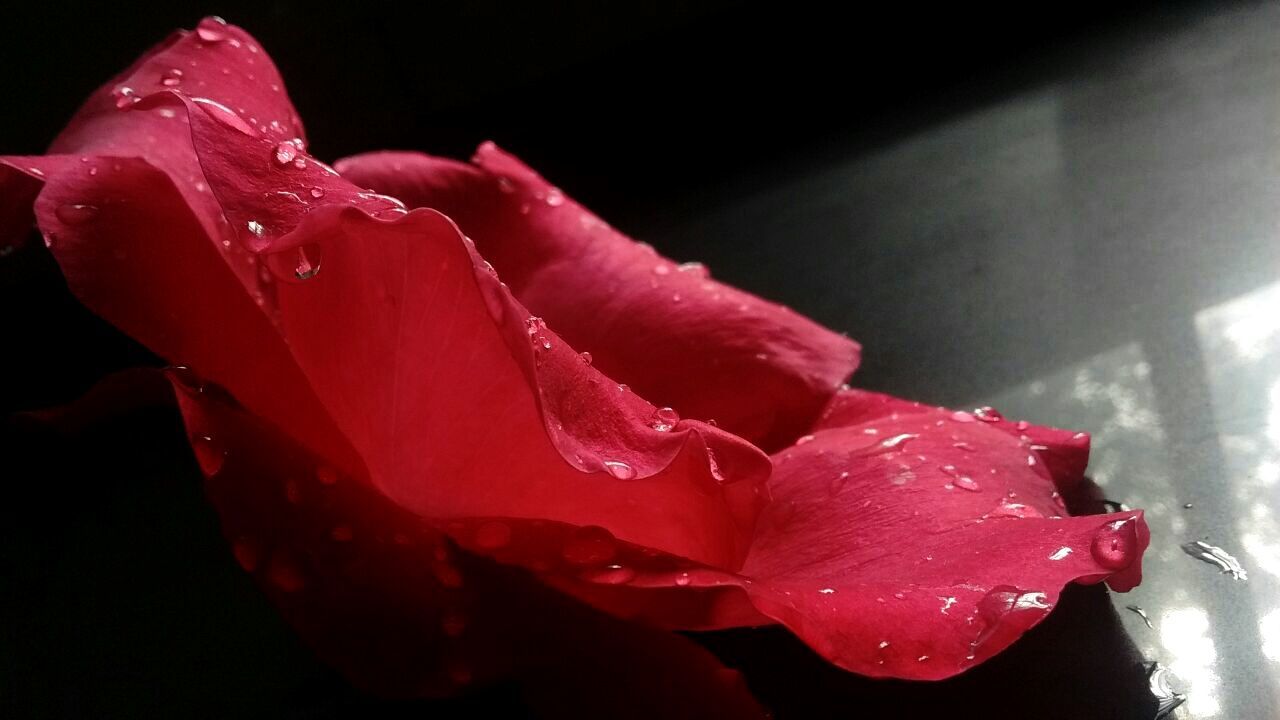 CLOSE-UP OF RAINDROPS ON PINK ROSE FLOWER