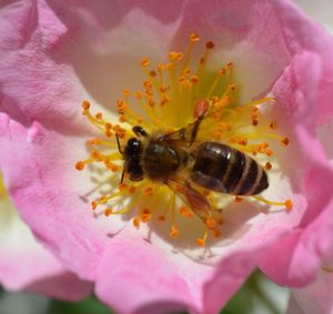 Close-up of bee on pink flower