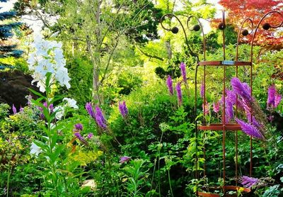 Purple flowering plants in garden