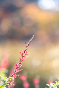 Close-up of red flowering plant against blurred background