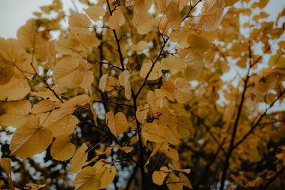 Low angle view of maple leaves on tree during autumn