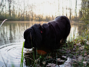 Black dog in a lake