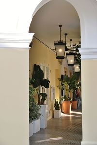 Potted plants on table at entrance of building