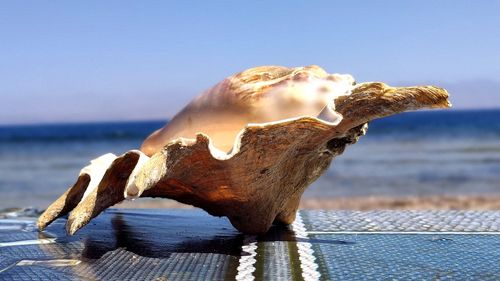 Close-up of driftwood on beach against sea