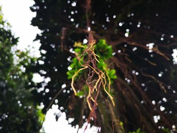 Low angle view of raindrops on tree leaves