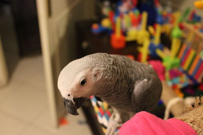 Close-up of a bird