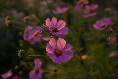 Close-up of pink cosmos flowers