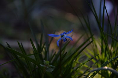 Close-up of crocus on plant