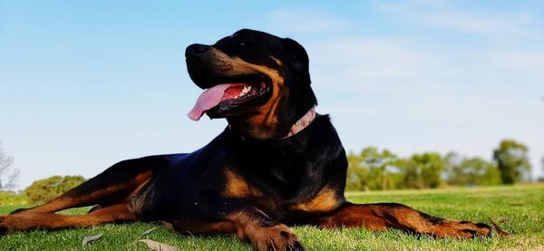 Dog looking at camera against sky