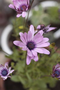 Close-up of purple flowers