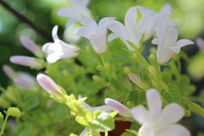 Close-up of white flowering plant