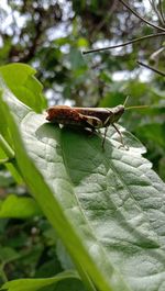 Close-up of insect on plant