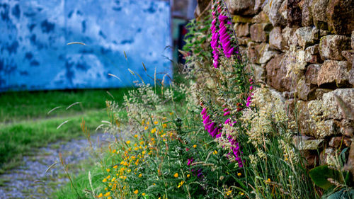 Close-up of purple flowering plants on land