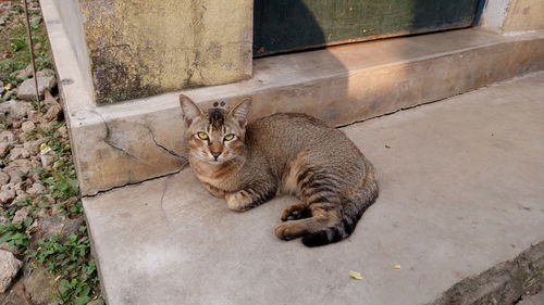 Portrait of cat sitting outdoors