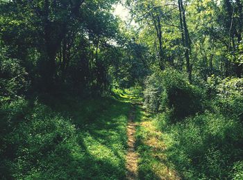 Trees in forest
