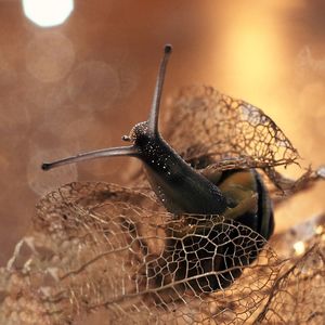 Close-up of snail