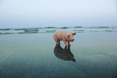 View of pig miniature on calm beach against clear sky