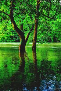 Tree by lake